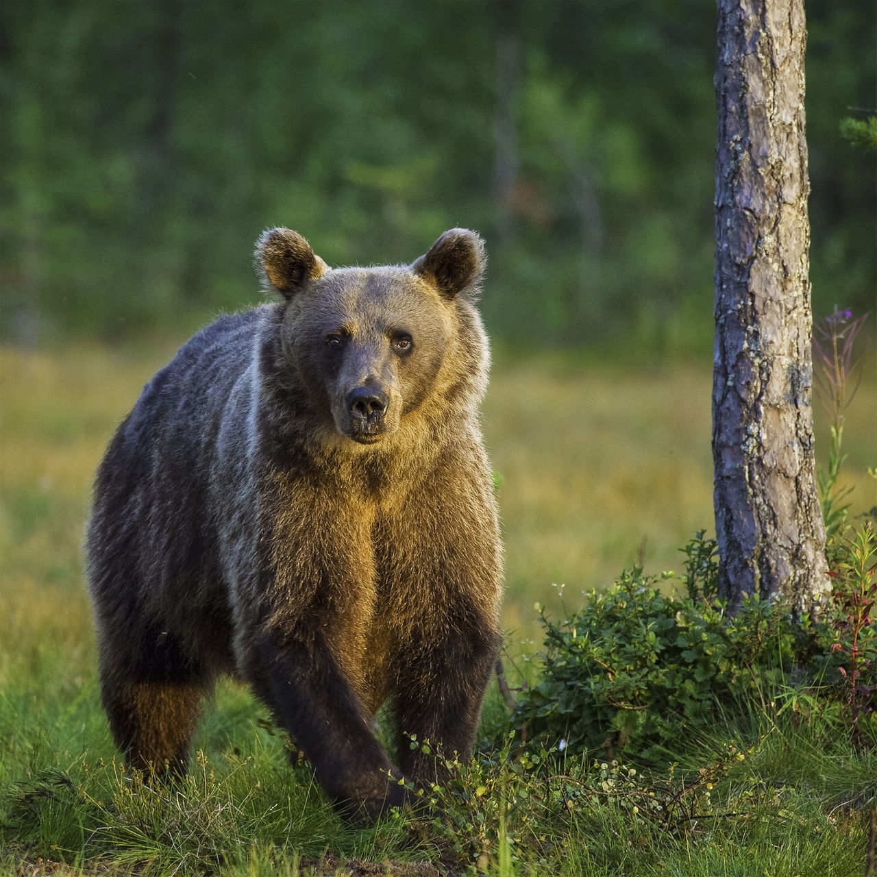 Ein europäischer Braunbär mit braunem, wuscheligen Fell im Sonnenuntergang auf einer Waldlichtung neben den Stämmen zweier Bäume.