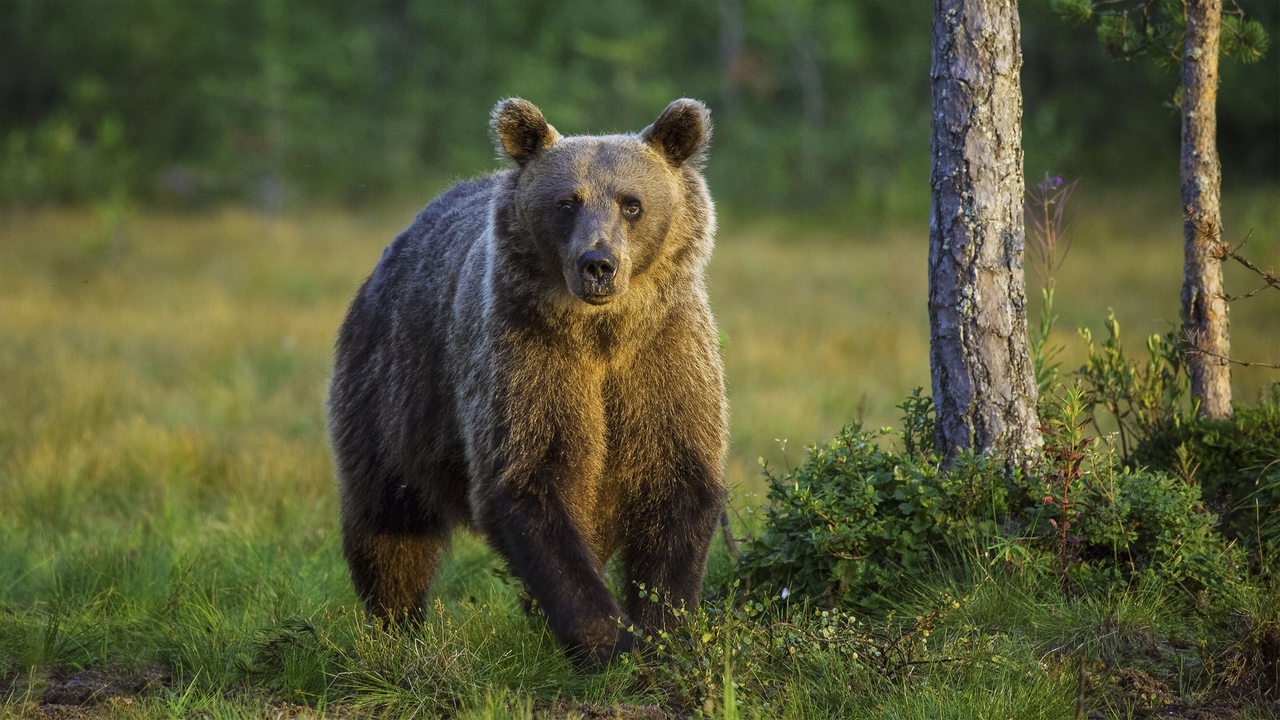 Ein europäischer Braunbär mit braunem, wuscheligen Fell im Sonnenuntergang auf einer Waldlichtung neben den Stämmen zweier Bäume.