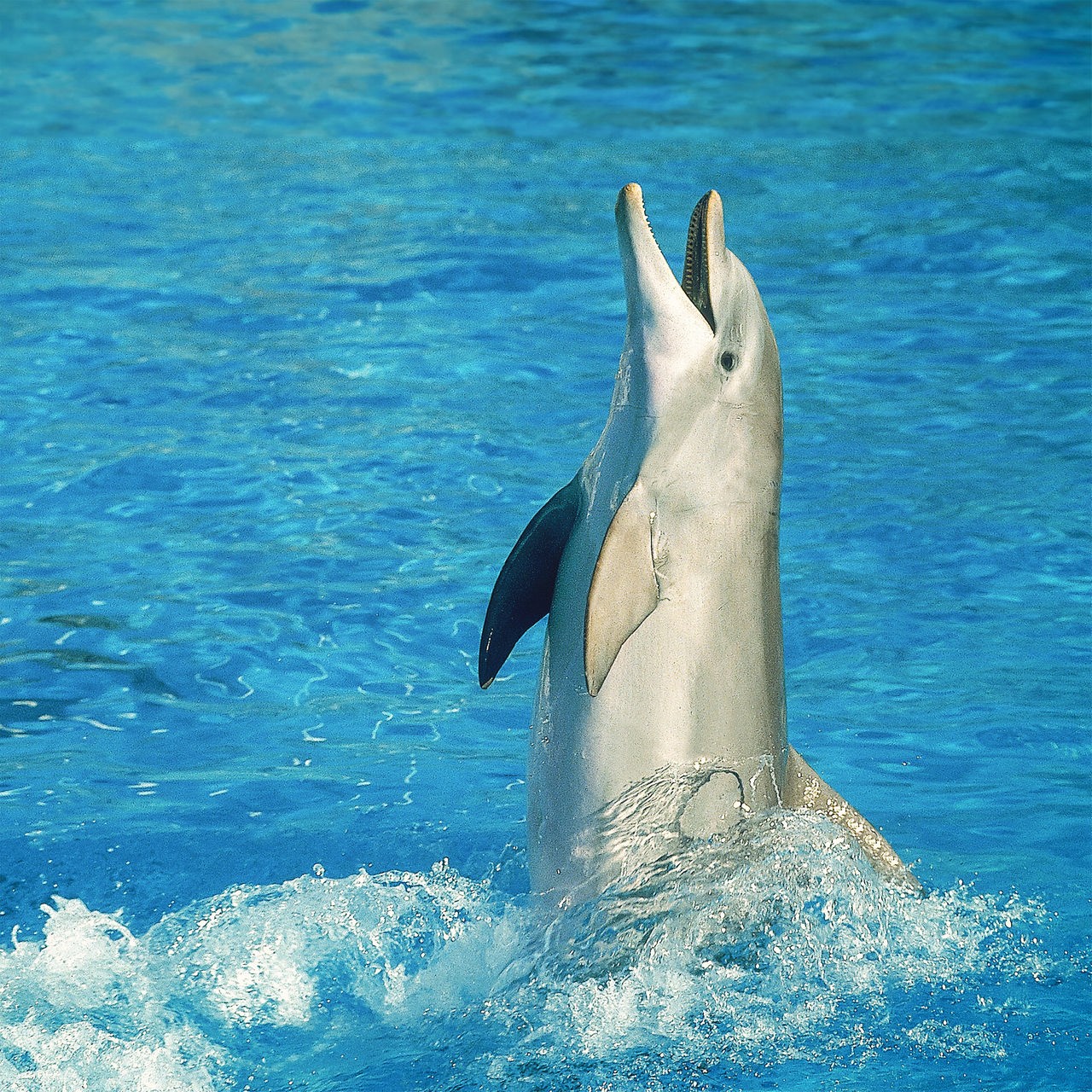 Ein Delfin steigt fast aufrecht aus blauem Wasser hervor und hat den Mund leicht geöffnet.