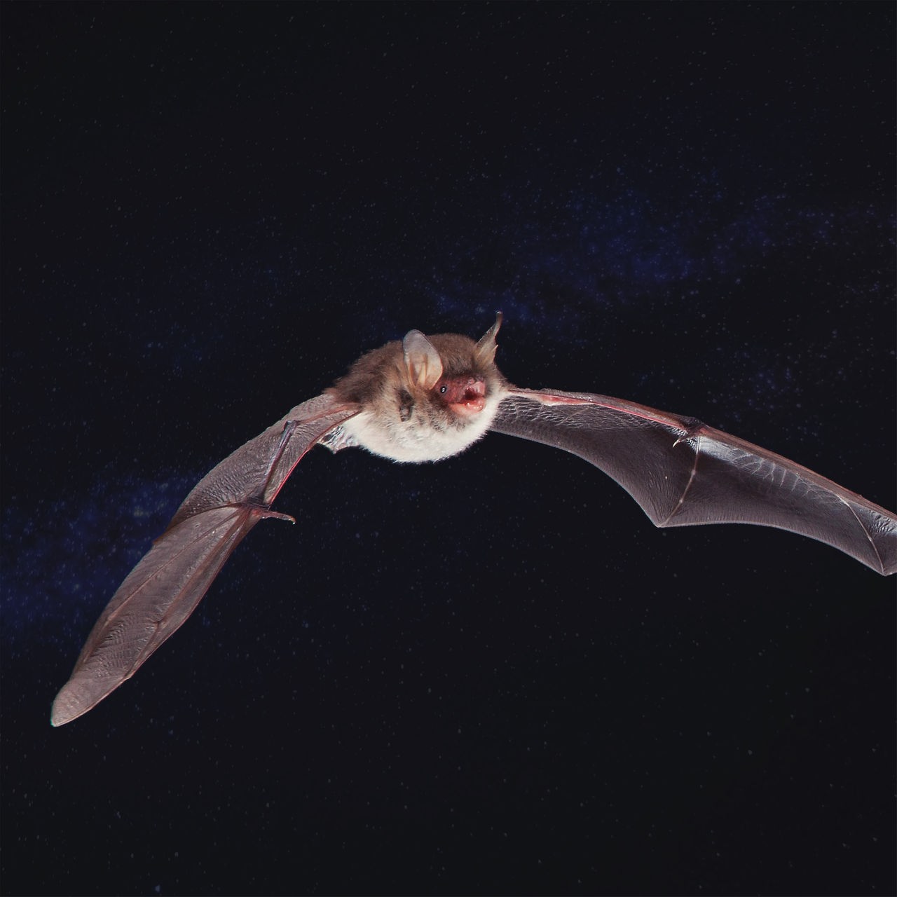 Eine Fledermaus fliegt mit weit ausgestreckten Flügeln und offenem Maul auf die Kamera zu. 