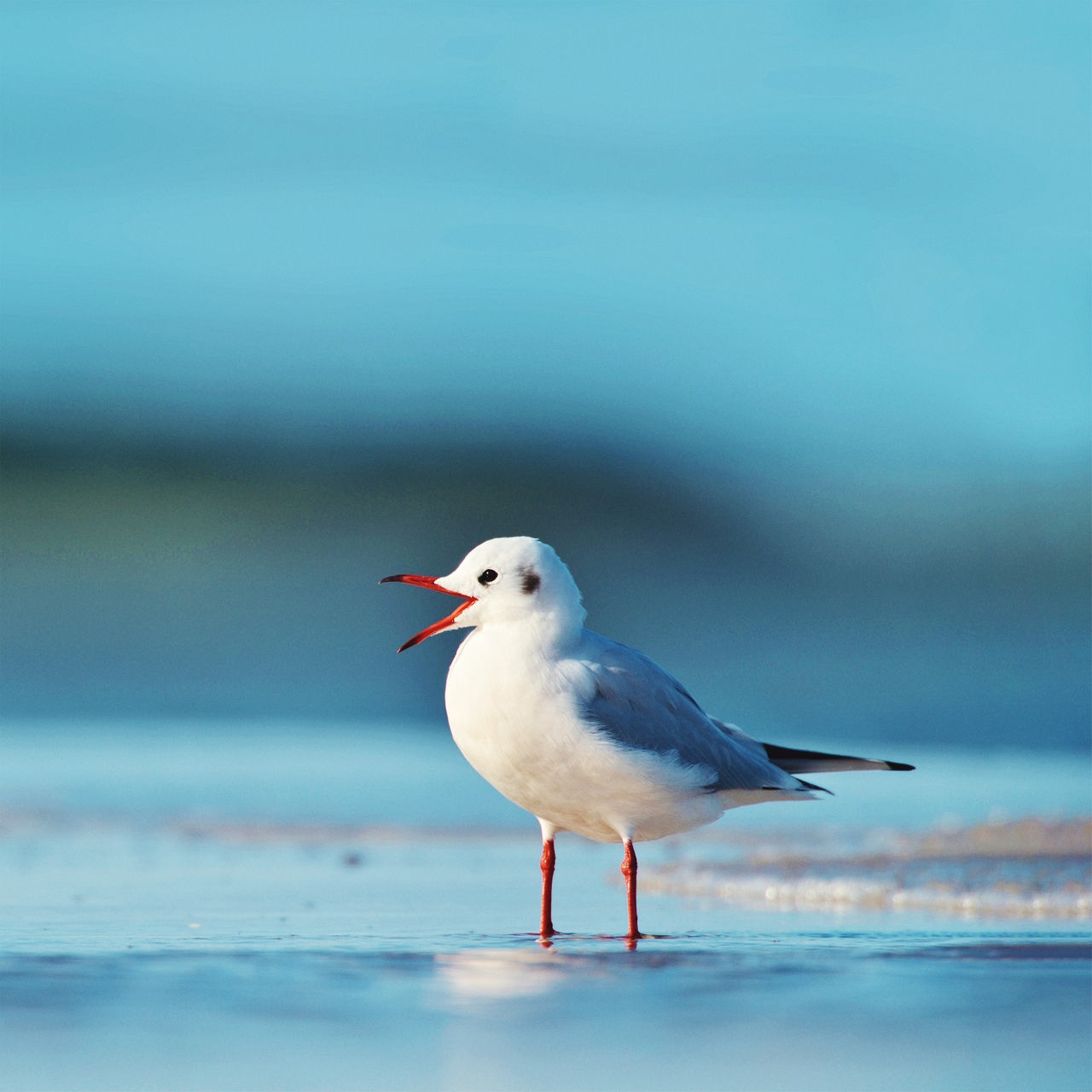 Eine Möwe steht mit weit geöffnetem Schnabel vor unscharfem Hintergrund im Wasser.