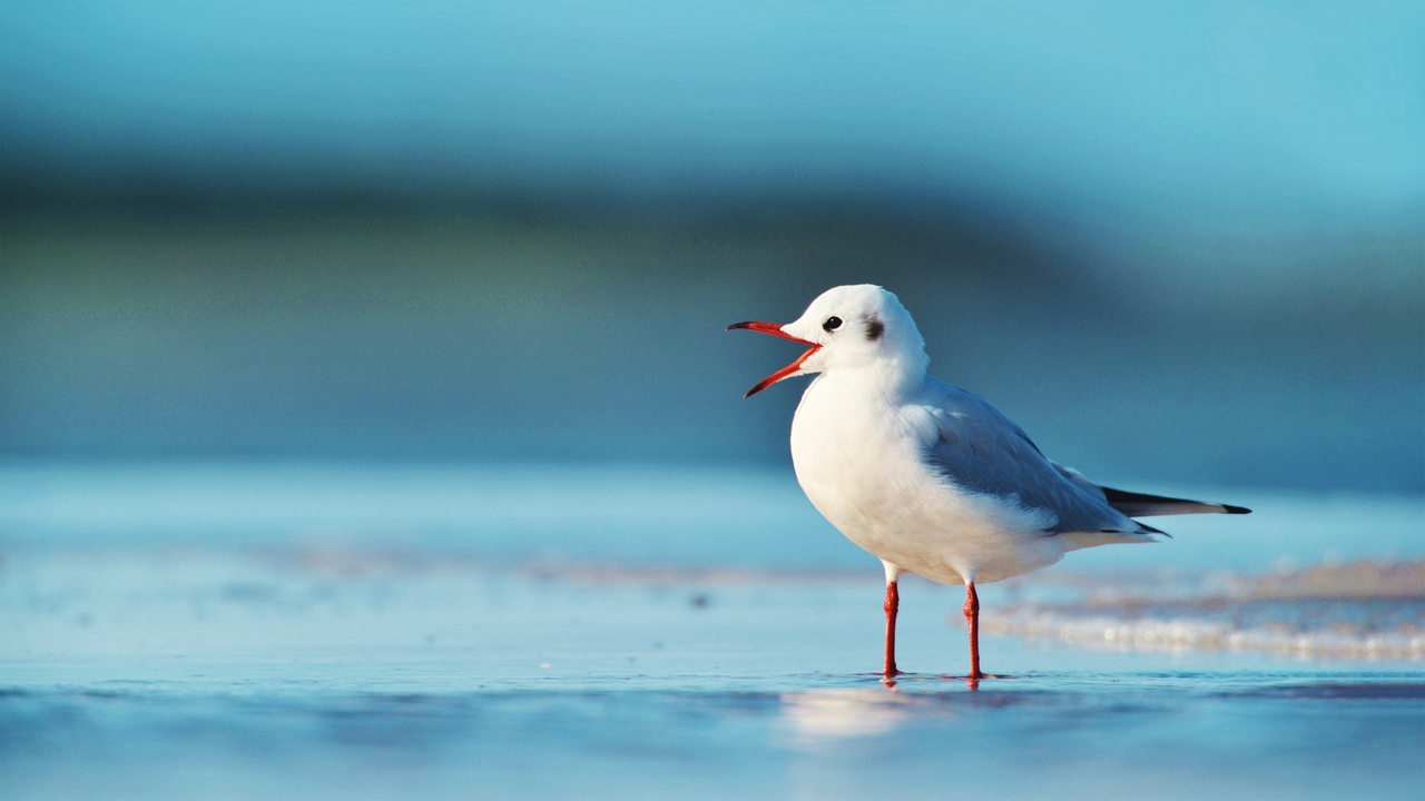 Eine Möwe steht mit weit geöffnetem Schnabel vor unscharfem Hintergrund im Wasser.