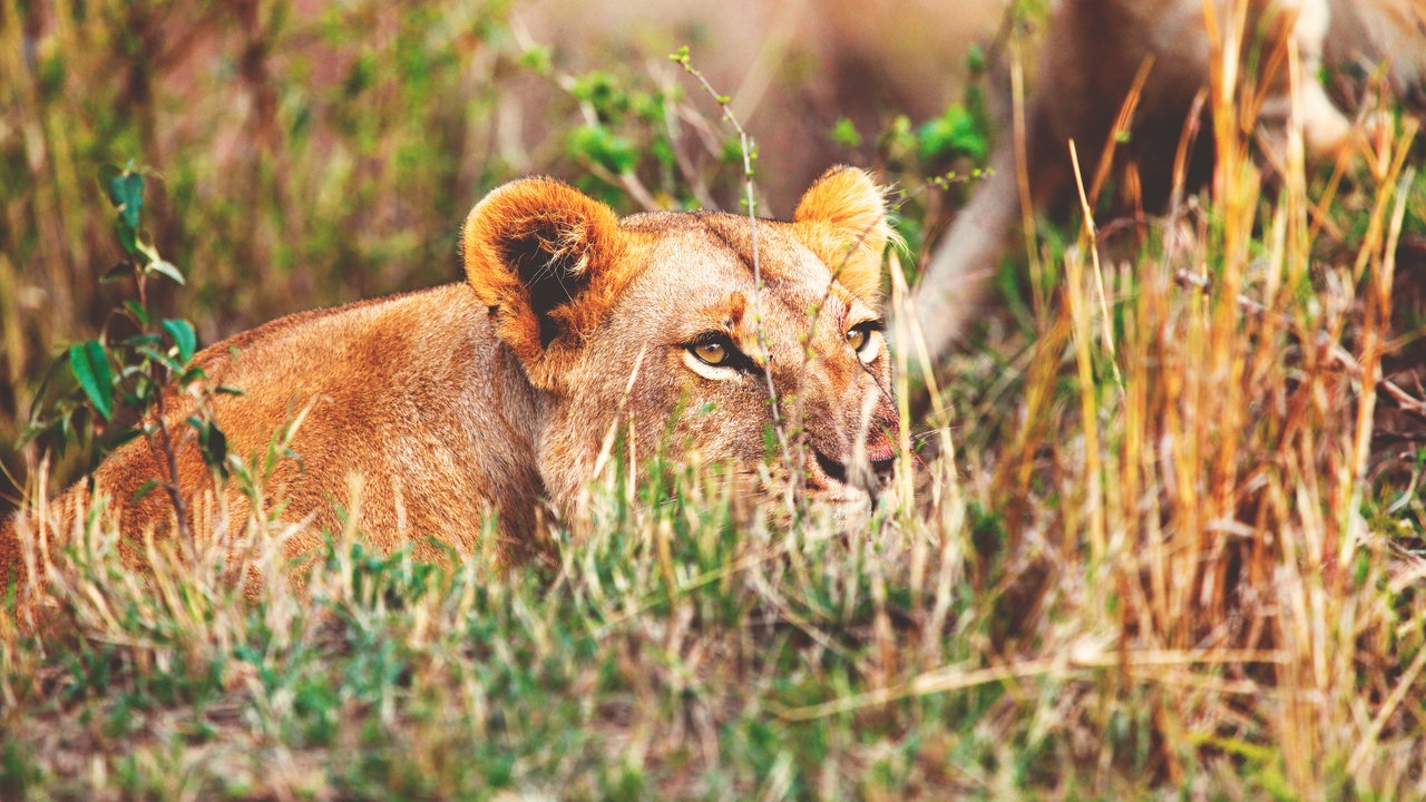 Eine Löwin liegt im Gras auf der Lauer