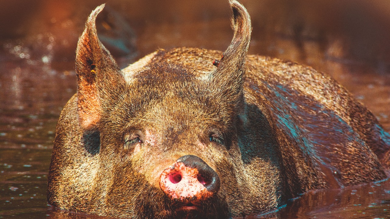 Ein Schwein badet mit geschlossenen Augen in einer Schlammpfütze