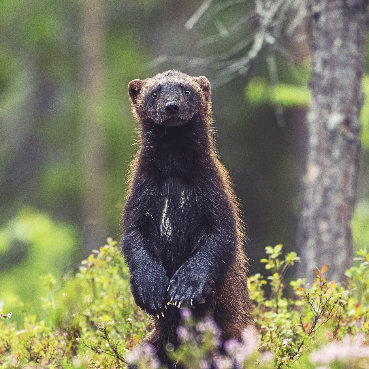 Ein brauner Vielfraß steht auf seinen Hinterbeinen im Wald und schaut direkt in die Kamera.