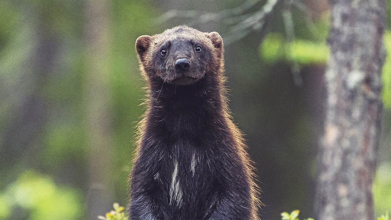 Ein brauner Vielfraß steht auf seinen Hinterbeinen im Wald und schaut direkt in die Kamera.