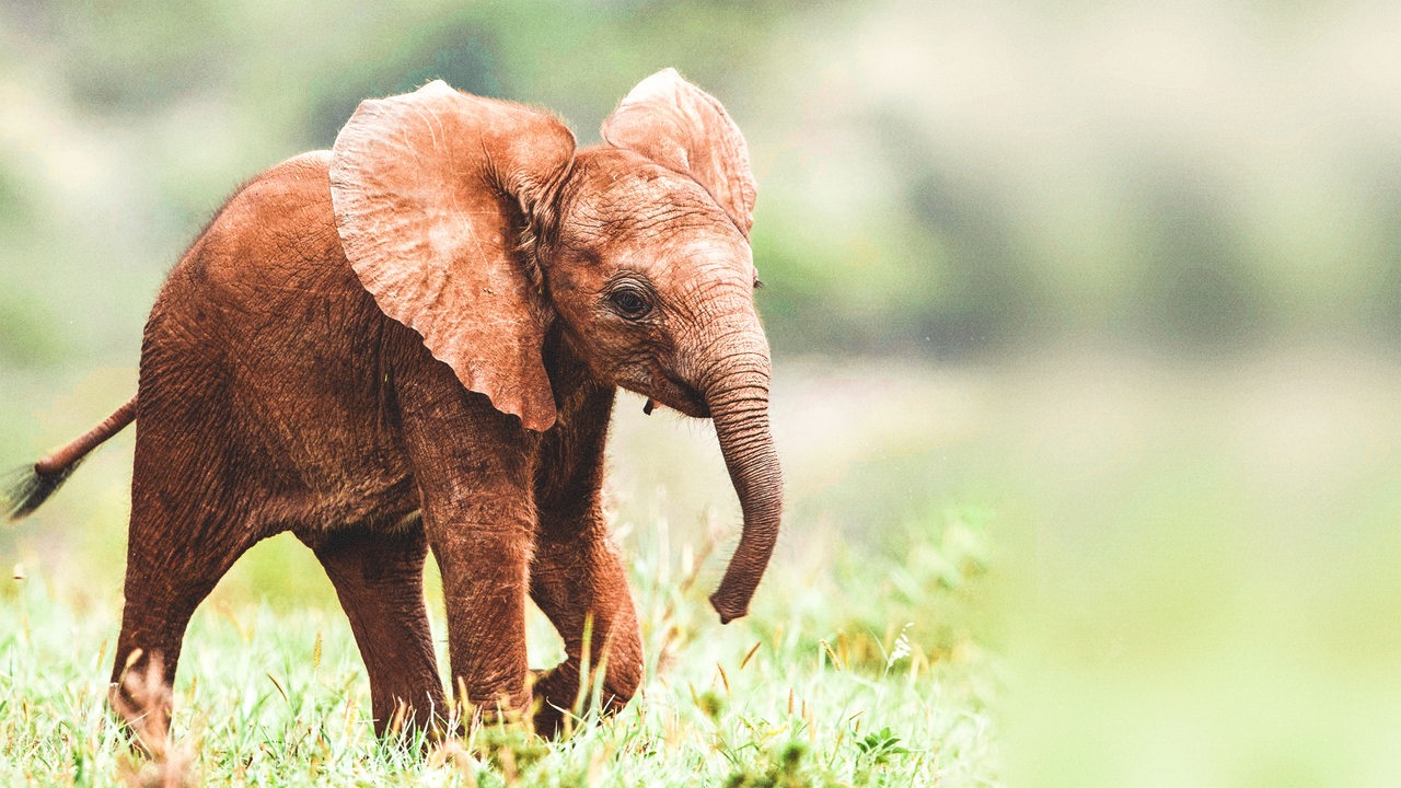 Ein junger afrikanischer Elefant mit großen Ohren und hellbrauner Haut läuft über eine Wiese mit grünem und braunen Gras.