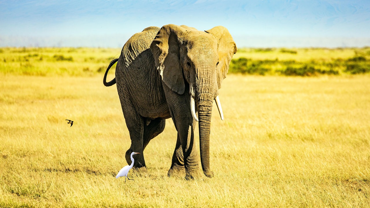 Ein Elefant steht in einer hellbraunen Steppenlandschaft vor einem Berg im Hintergrund und schaut in Richtung der Kamera.