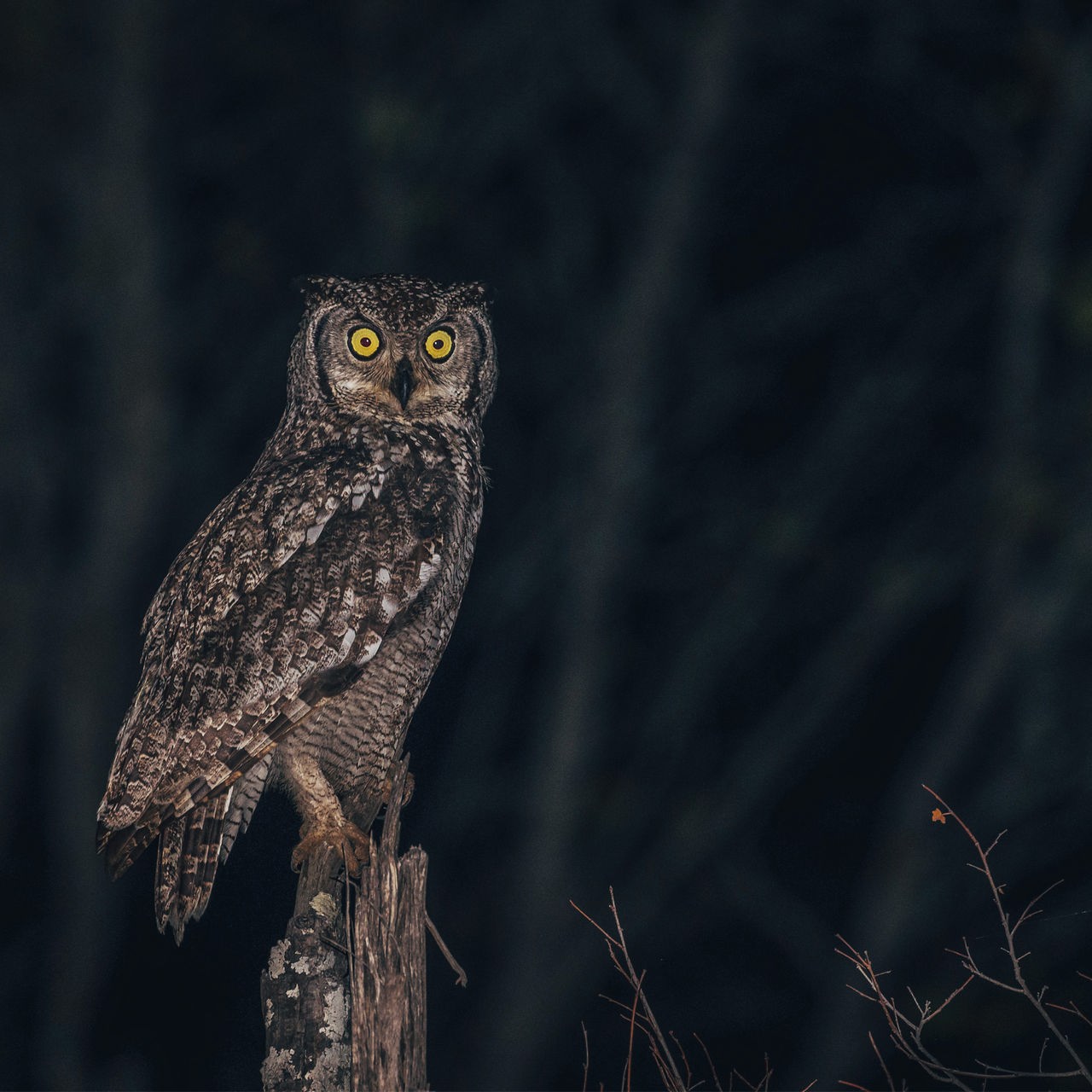 Ein Fleckenuhu mit braun-weißem Gefieder schaut in der Nacht mit seinen gelben, weit geöffneten Augen in Richtung der Kamera, während er auf einem Baumstumpf steht. 