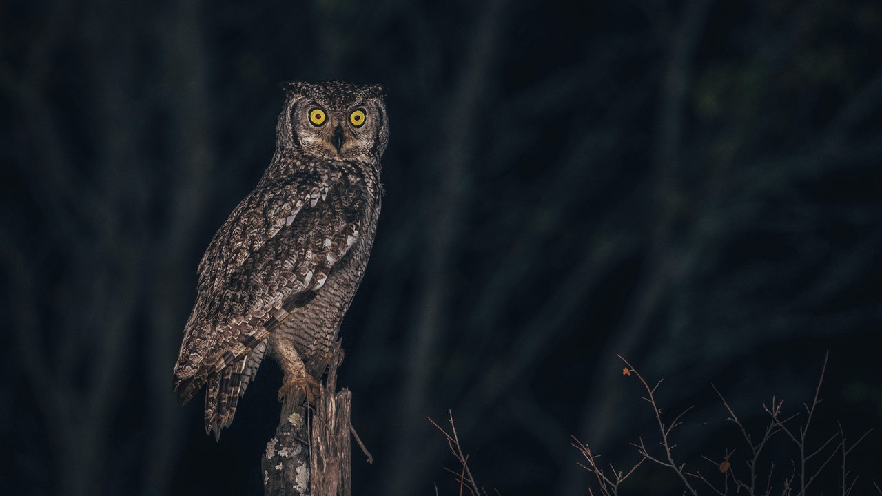 Ein Fleckenuhu mit braun-weißem Gefieder schaut in der Nacht mit seinen gelben, weit geöffneten Augen in Richtung der Kamera, während er auf einem Baumstumpf steht. 