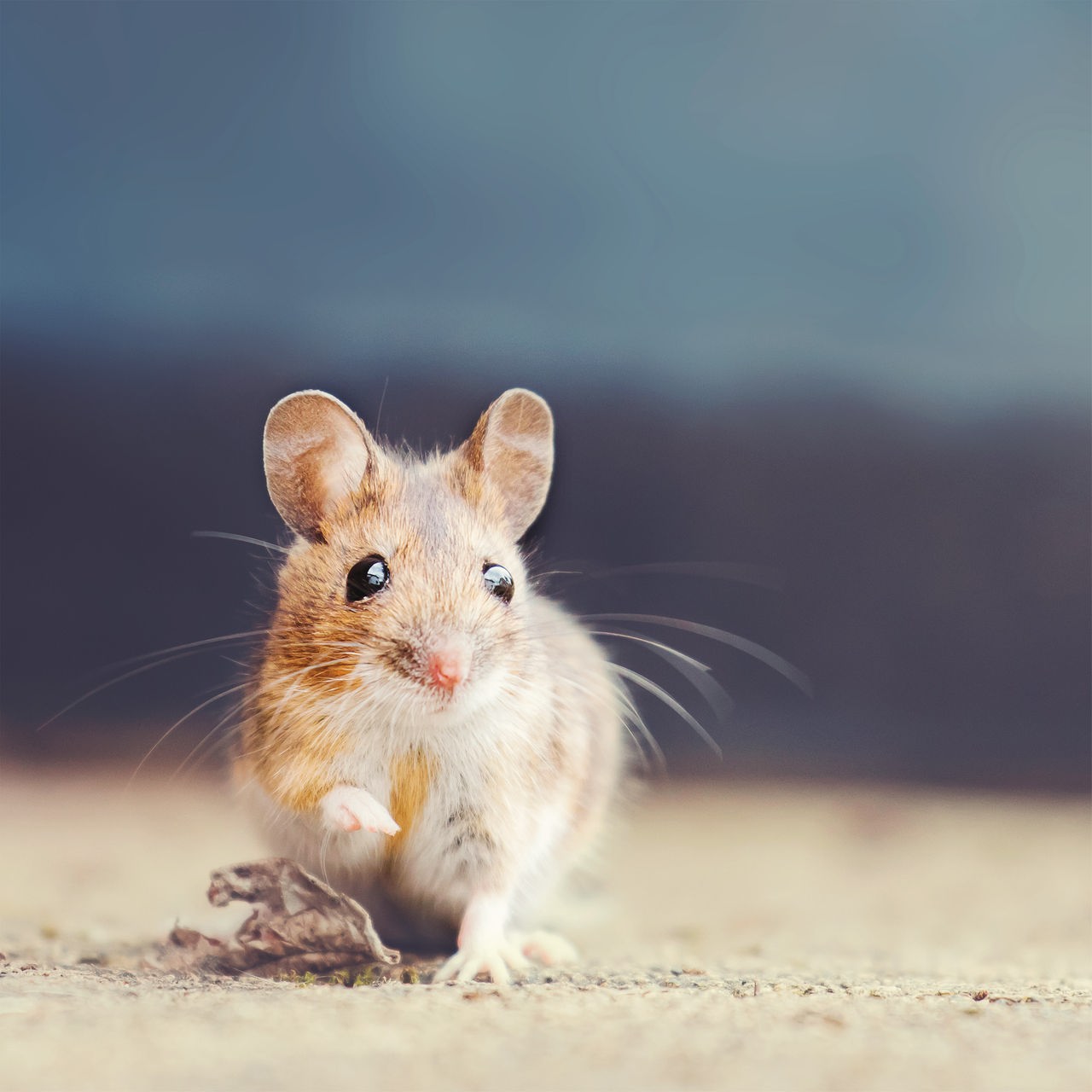 Eine Hausmaus mit braun-weißem Fell schaut mit einem angehobenen Fuß in die Kamera vor unscharfem Hintergrund.