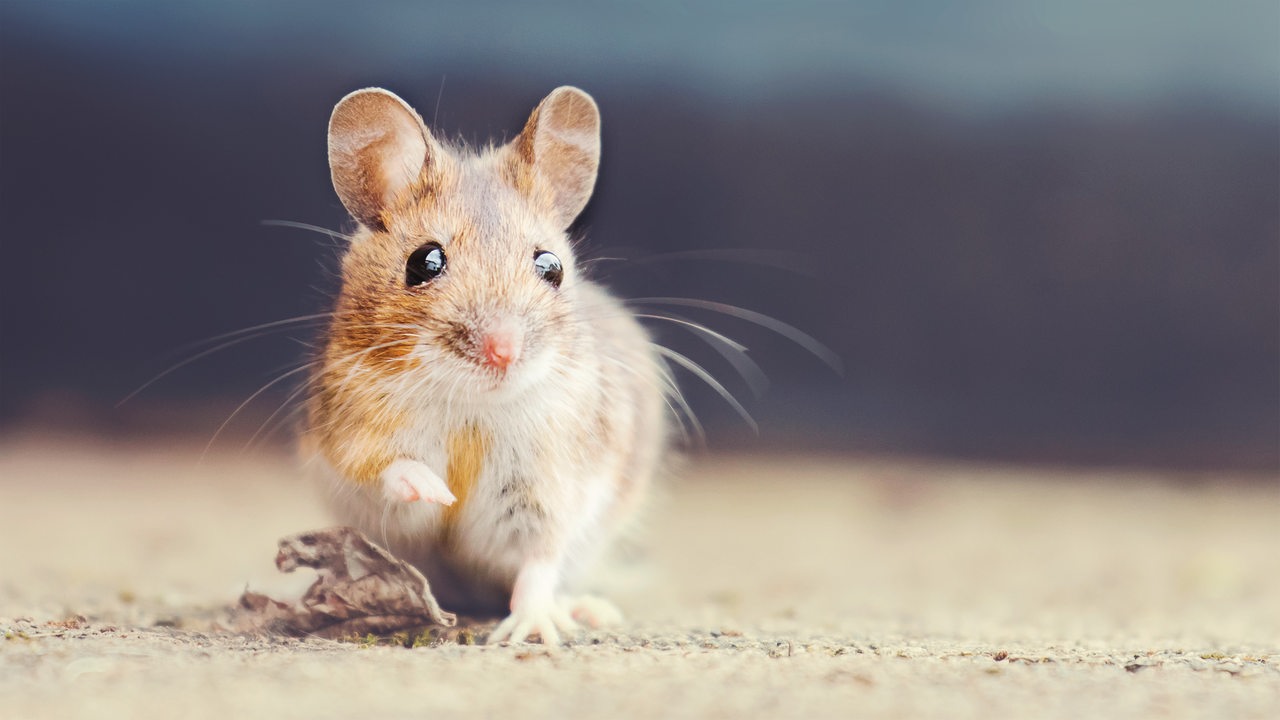 Eine Hausmaus mit braun-weißem Fell schaut mit einem angehobenen Fuß in die Kamera vor unscharfem Hintergrund.