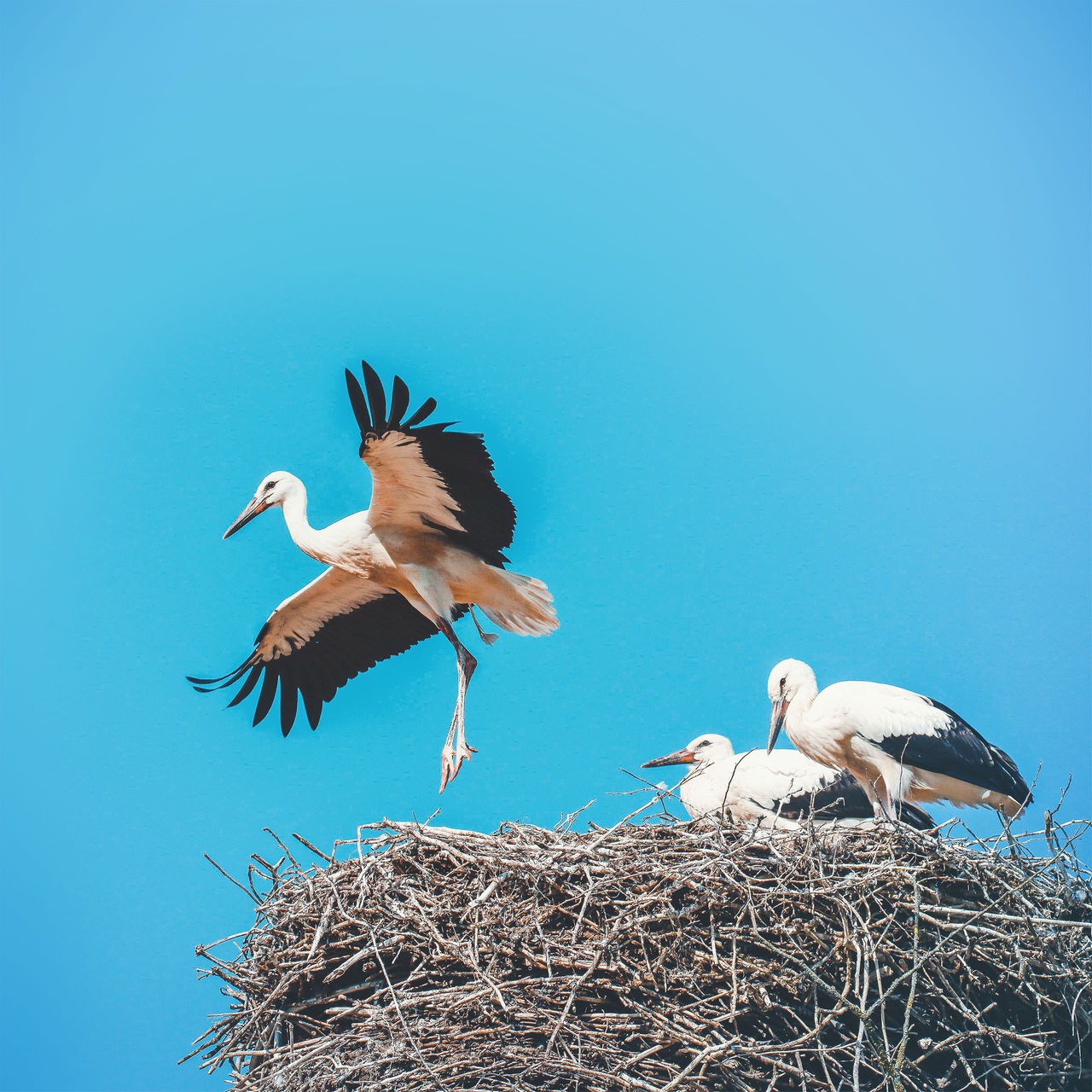 Vor blauem Himmel sitzen zwei junge Störche in einem großen, runden Nest, während ein dritter, junger Storch gerade beginnt zu fliegen.