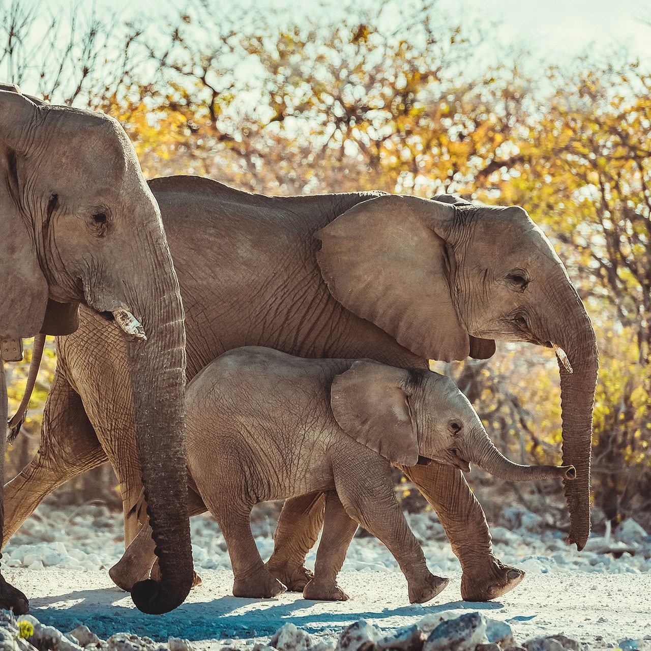 Zwei große und ein kleiner Elefant unterwegs