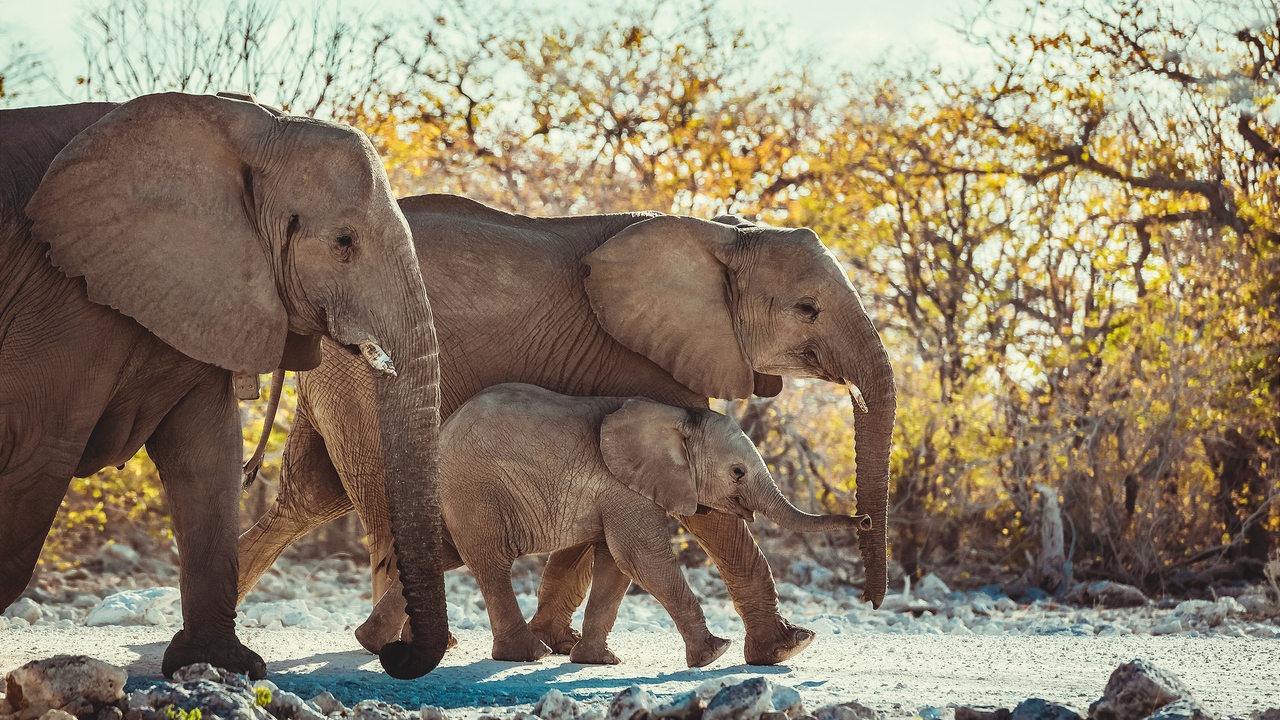 Zwei große und ein kleiner Elefant unterwegs