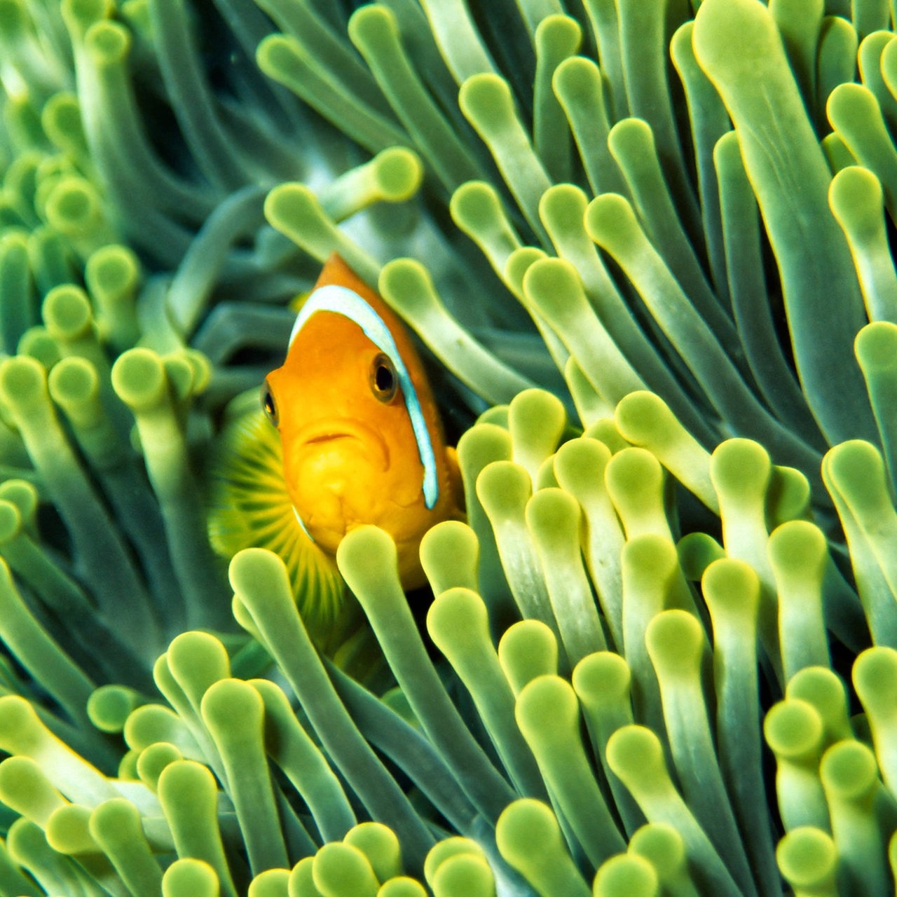 Ein Anemonenfisch in einer Anemone auf den Malediven