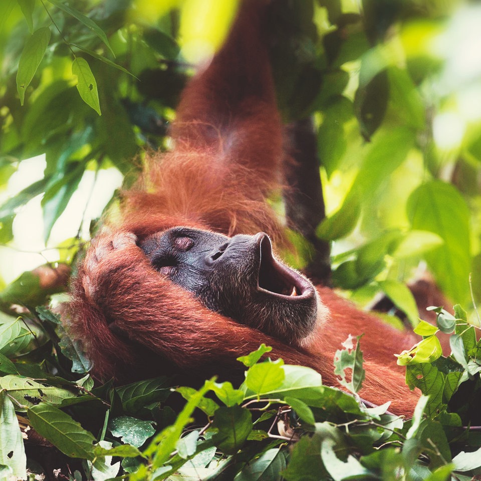 Ein Orang-Utan liegt gähnend in einem Nest aus Blättern in einem Baum.