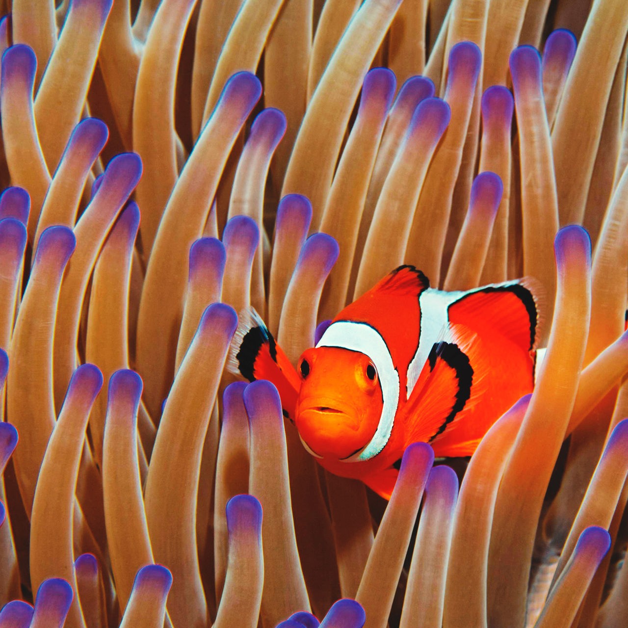 Clownfisch in Seeanemone