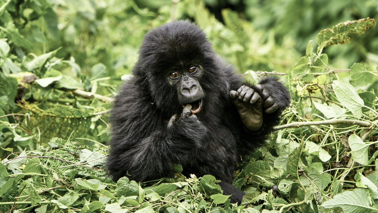 Ein junger Gorilla mit flauschigem, schwarzem Fell sitzt in einem Nest aus grünen Blättern und hält einen Finger in seinen geöffneten Mund, während er nach rechts schaut. 