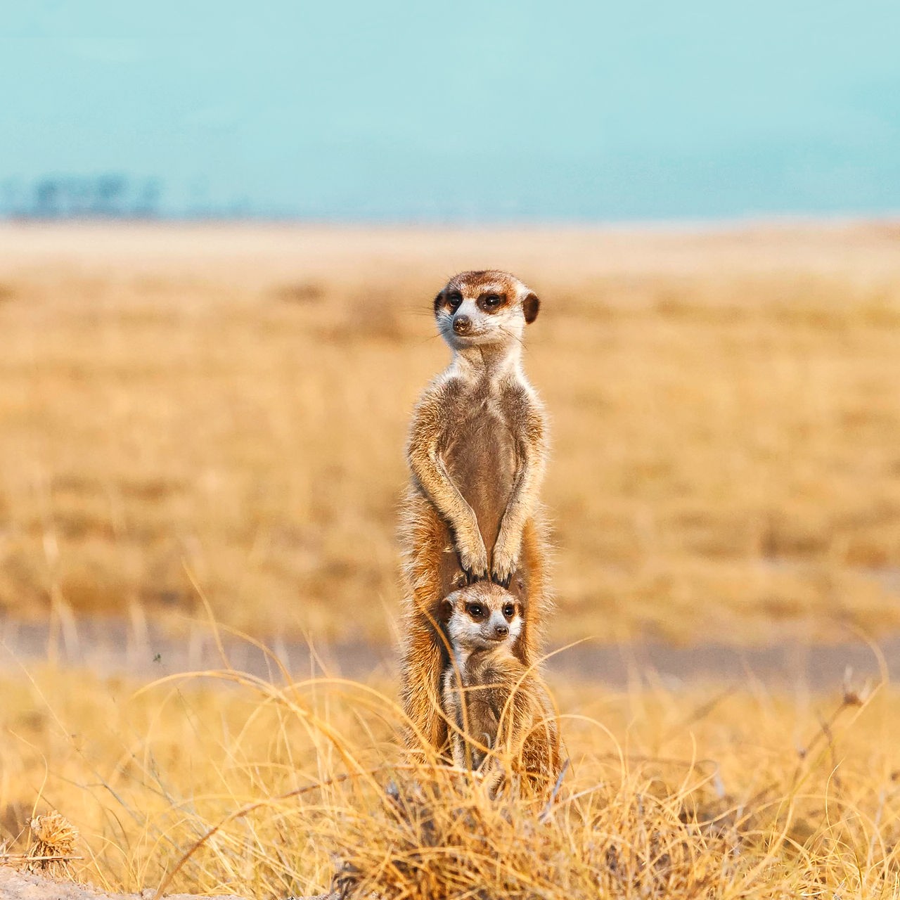 Ein kleines und ein großes Erdmännchen stehen in einer kargen Graslandschaft.