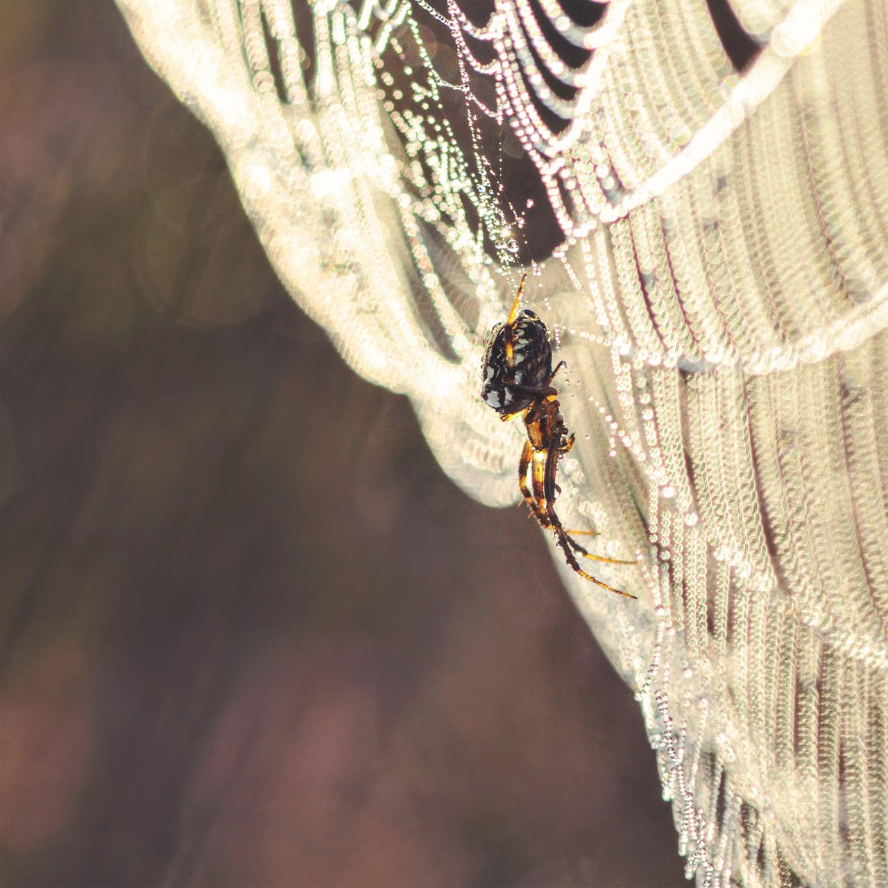 Eine braune Spinne sitzt in einem mit Tau überzogenen Spinnennetz, das von der morgendlichen Sonne leicht orangefarben angestrahlt wird.