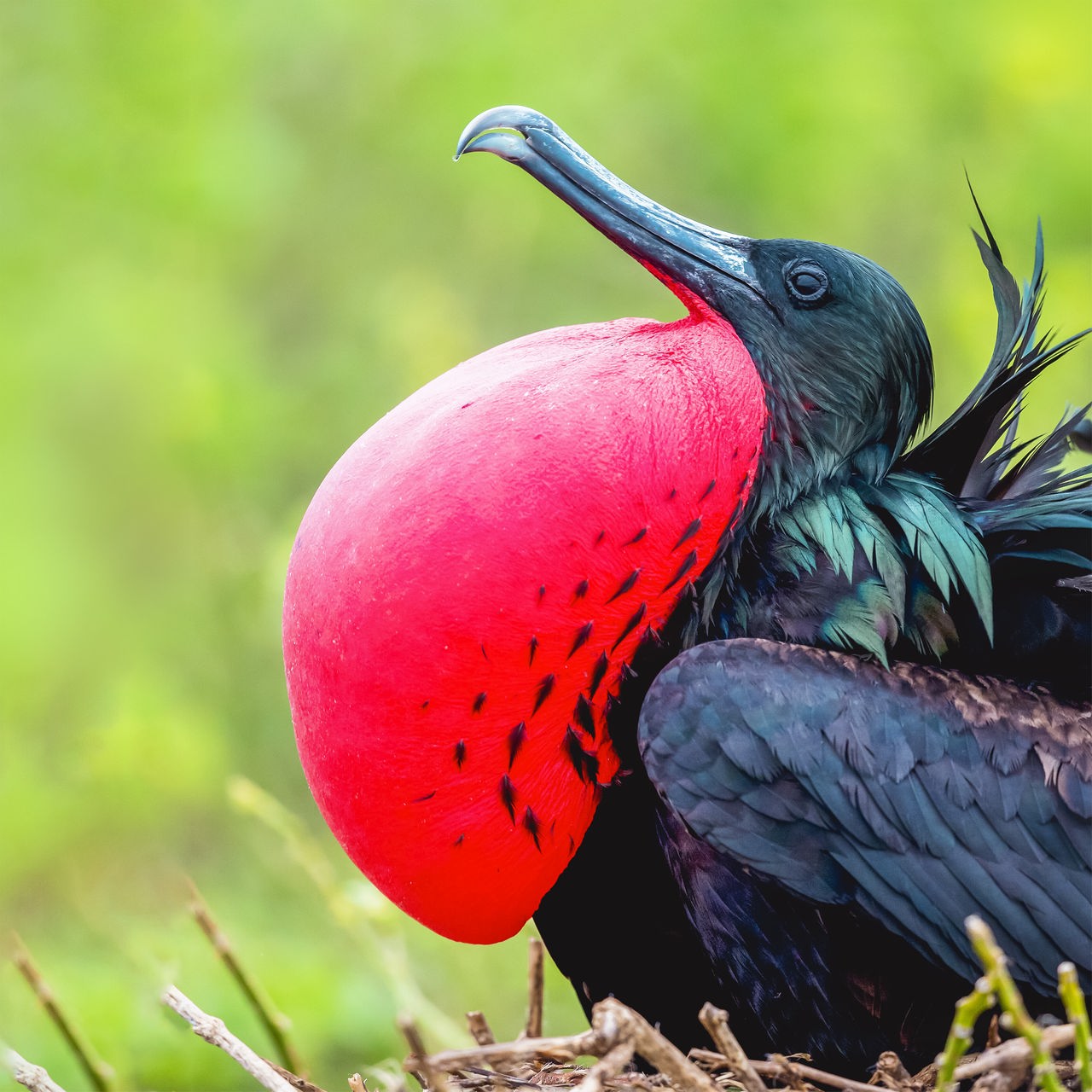 Ein Vogel mit langem Schnabel und schwarzem Gefieder sitzt auf einem Busch und hat einen großen, auffälligen, roten, aufgeplusterten Beutel am Hals.