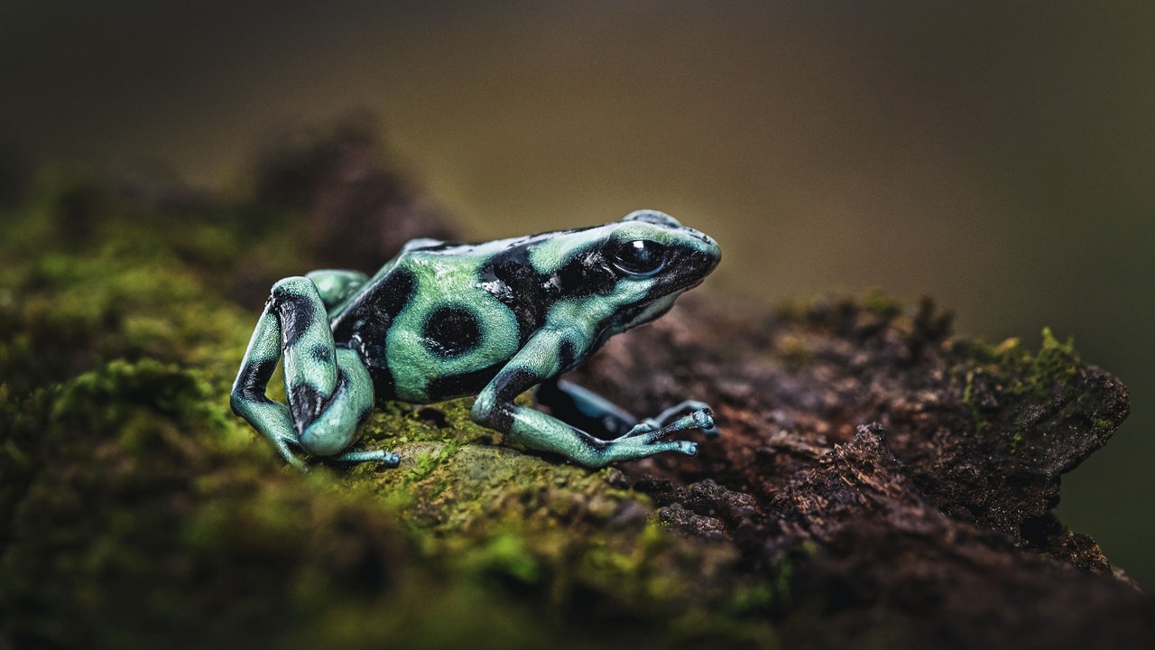 Ein Frosch mit einem türkis-blauen und schwarzen Muster sitzt auf einem Holzstück mit Moosbewuchs.