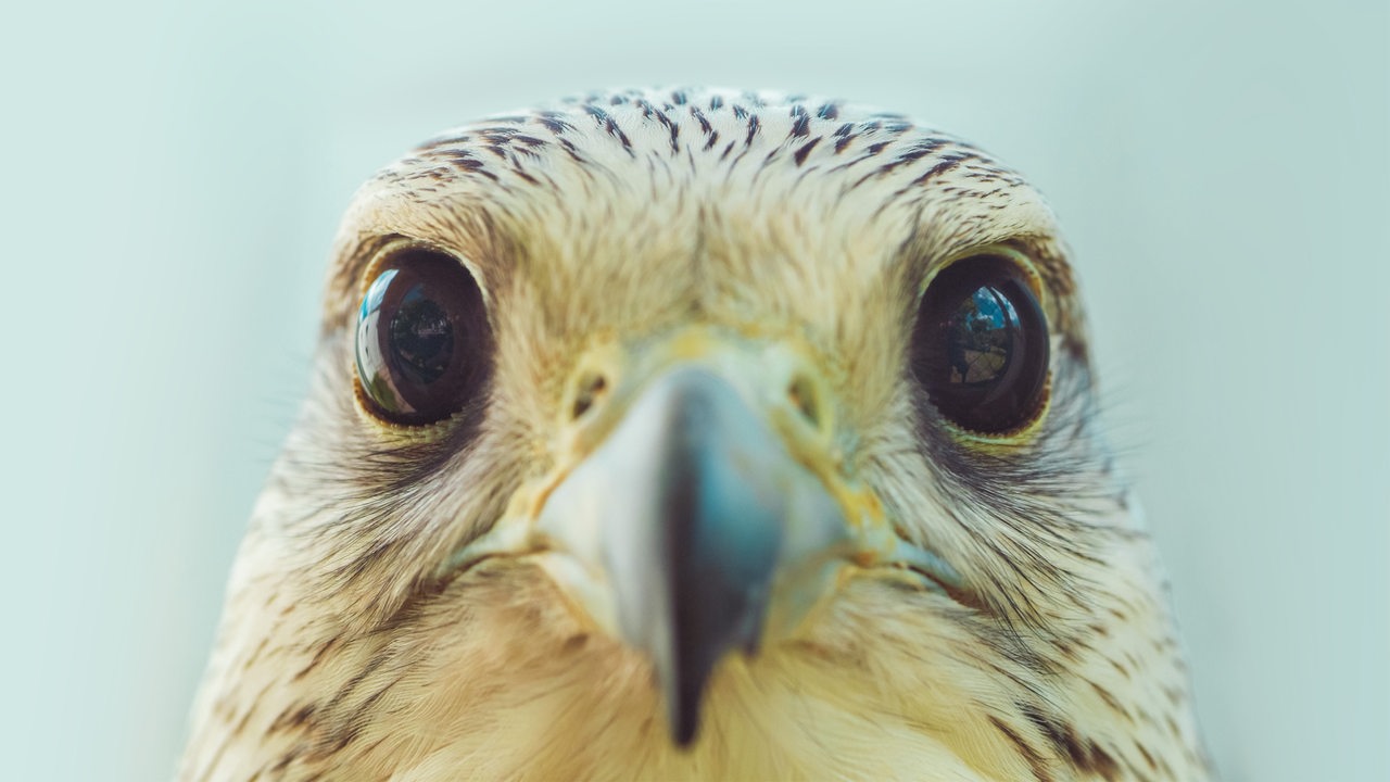 Ein Greifvogel mit spitzem Schnabel und großen schwarzen, glänzenden Augen und schwarz-weißem Gefieder schaut direkt in die Kamera.