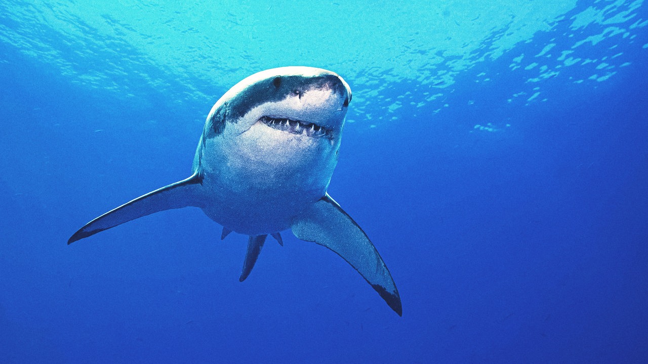 Ein Hai mit grau-weißer Haut und leicht geöffnetem Maul, aus dem weiße Zähne herausschauen schwimmt durch das blaue Meer.