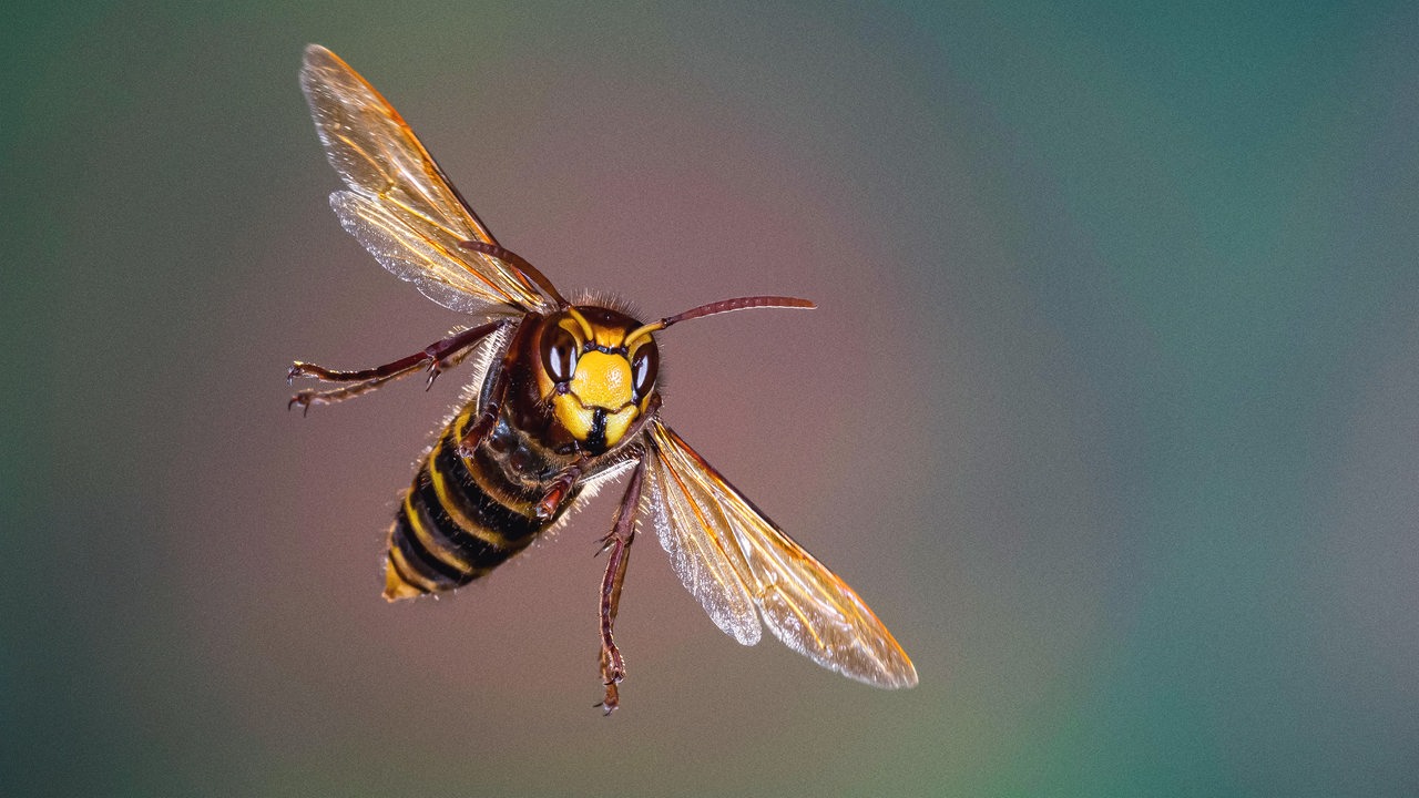 Eine Hornisse mit gelb-schwarzem Körper und ausgebreiteten Flügeln fliegt auf die Kamera vor grauem Hintergrund zu.