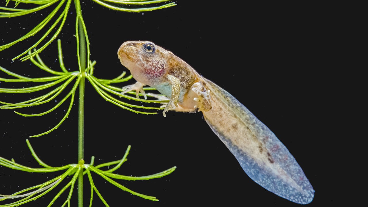 Eine bräunliche Kaulquappe, die einem jungen Frosch bereits ähnlich sieht, schwimmt an einer grünen Wasserpflanze vor schwarzem Hintergrund.