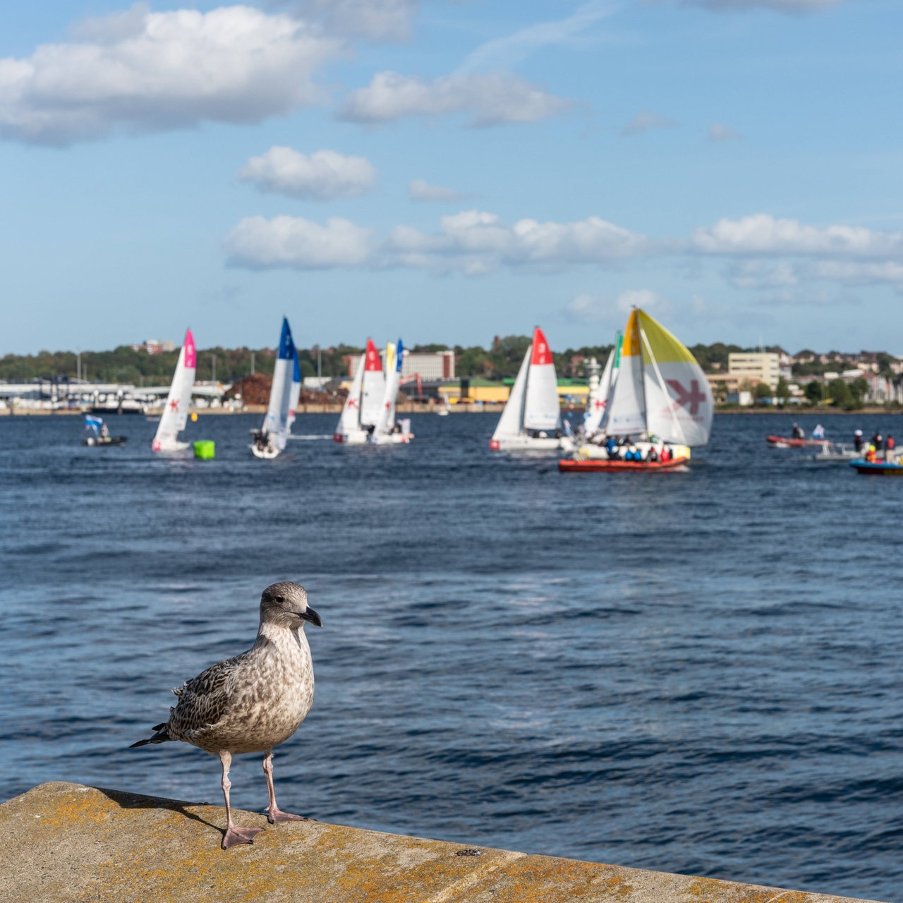 Seemöwe an der Kieler Innenförde