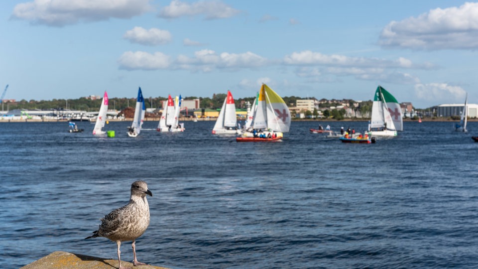 Seemöwe an der Kieler Innenförde