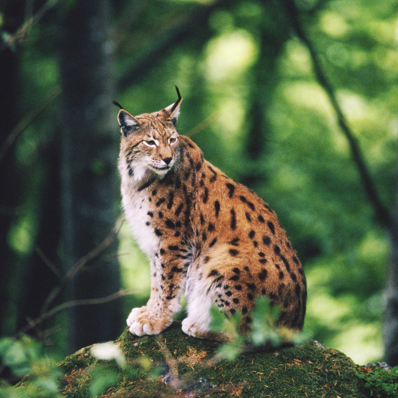 Ein Luchs mit braunem, schwarz-geflecktem Fell sitzt zwischen einzelnen Ästen auf einem Felsen in tiefgrüner Wald-Umgebung.