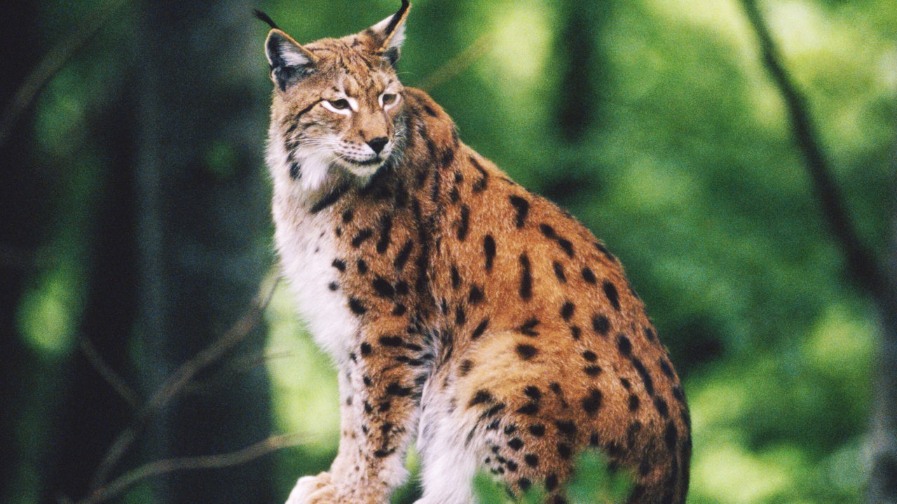 Ein Luchs mit braunem, schwarz-geflecktem Fell sitzt zwischen einzelnen Ästen auf einem Felsen in tiefgrüner Wald-Umgebung.