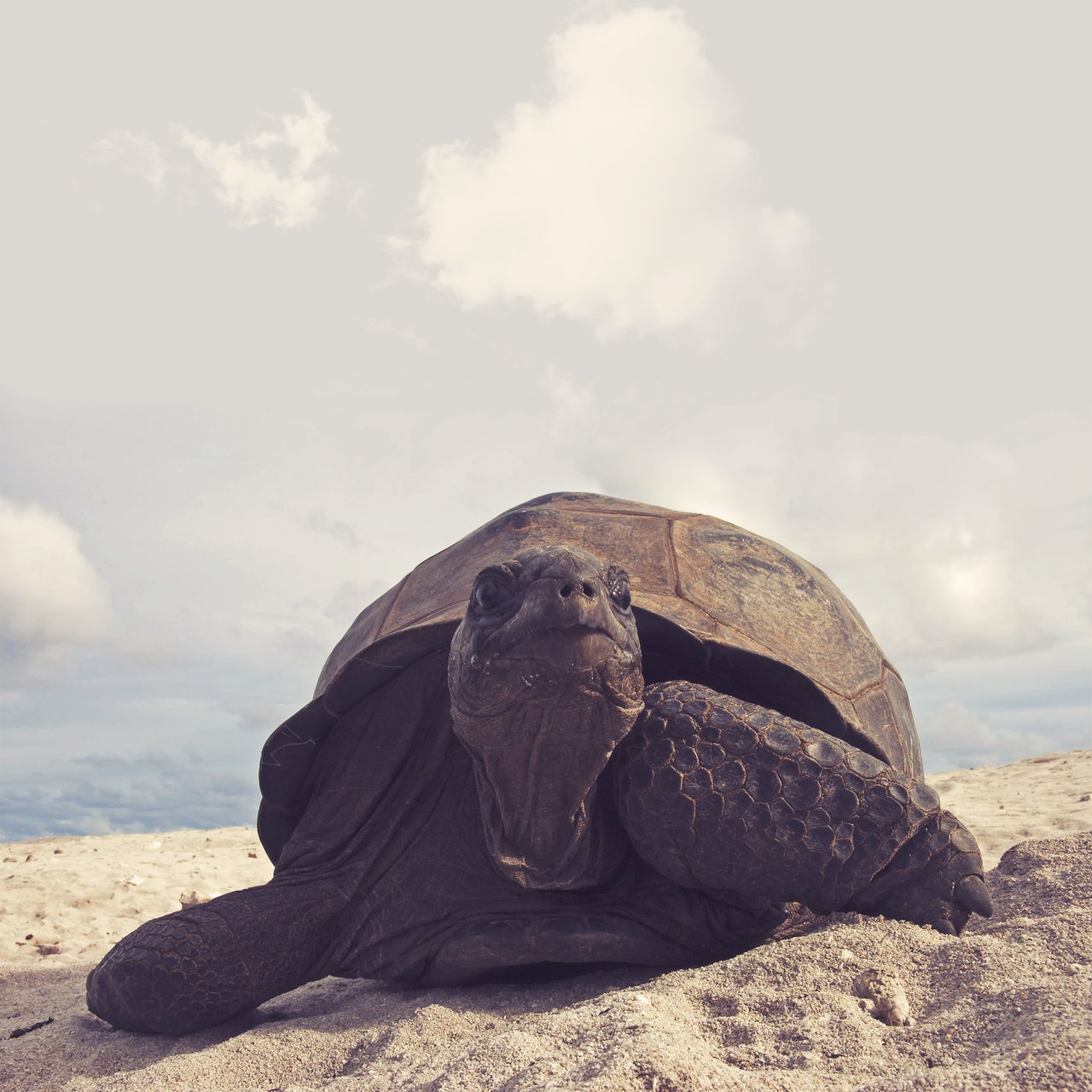 Die Nahaufnahme einer bräunlichen, sehr großen Schildkröte, die sich an einem Sandstrand fortbewegt, im Hintergrund ein blauer, wolkiger Himmel.