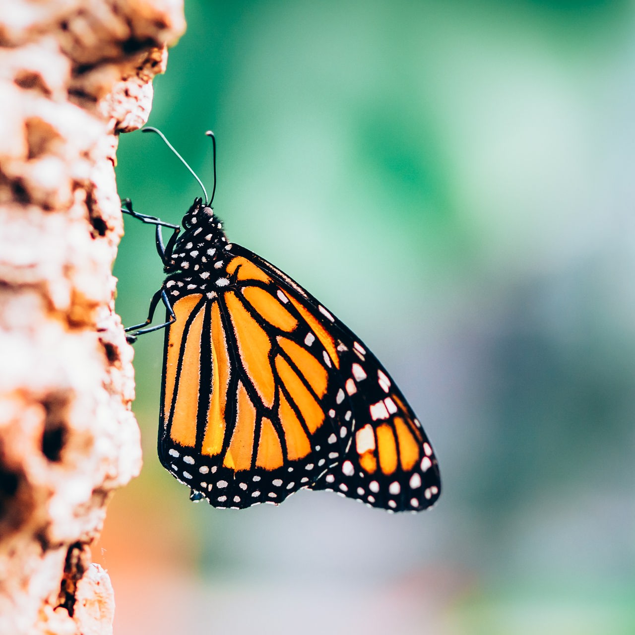 Ein Schmetterling mit orangefarbenen Flügeln und schwarzem Muster sitzt seitlich an einem Stein.