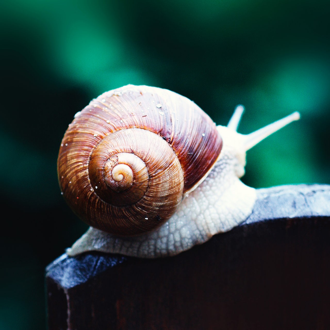 Eine Weinbergschnecke mit einem braunen Schneckenhaus sitzt auf einem Holzpfahl vor grünem Hintergrund. 