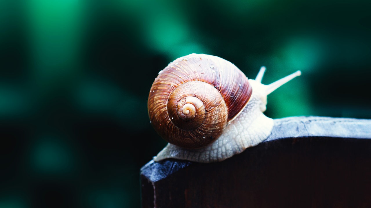 Eine Weinbergschnecke mit einem braunen Schneckenhaus sitzt auf einem Holzpfahl vor grünem Hintergrund. 