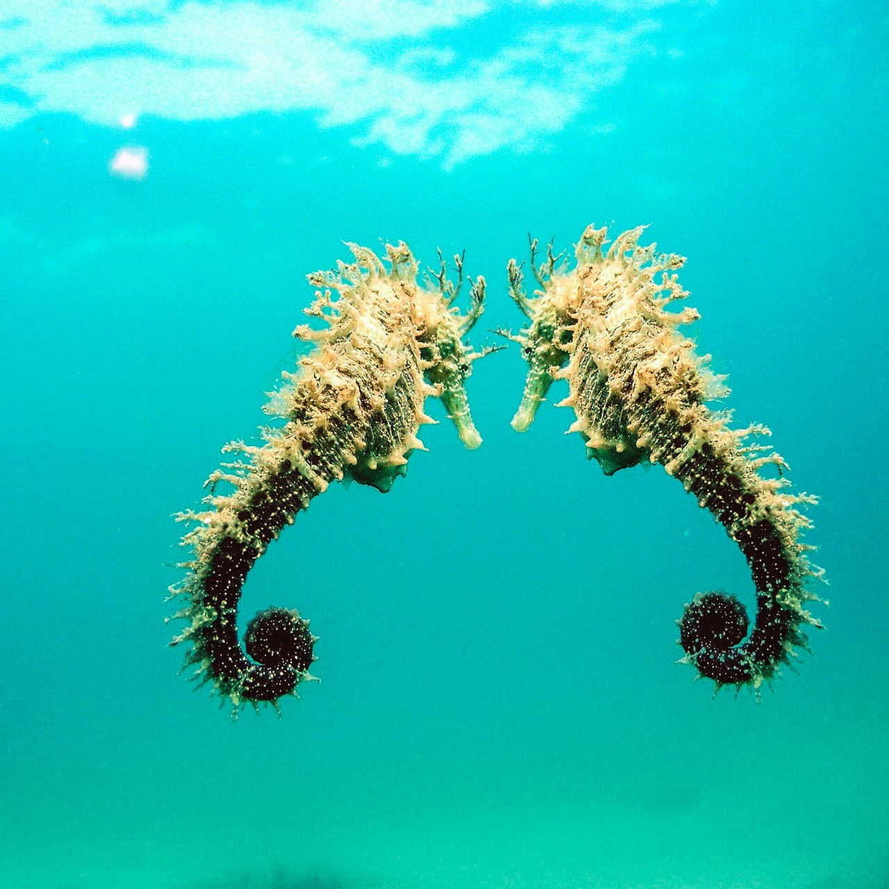 Zwei bräunliche Seepferdchen schwimmen nebeneinander unter Wasser in türkisfarbener Umgebung.