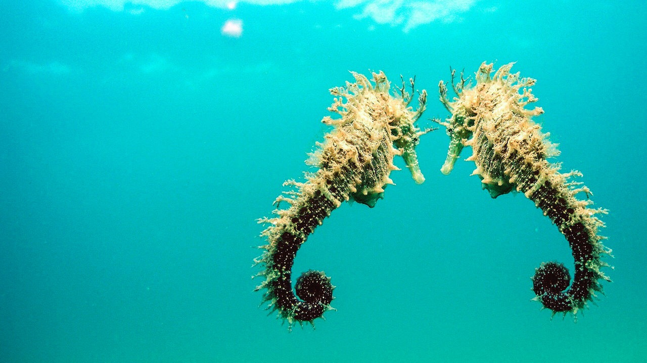 Zwei bräunliche Seepferdchen schwimmen nebeneinander unter Wasser in türkisfarbener Umgebung.