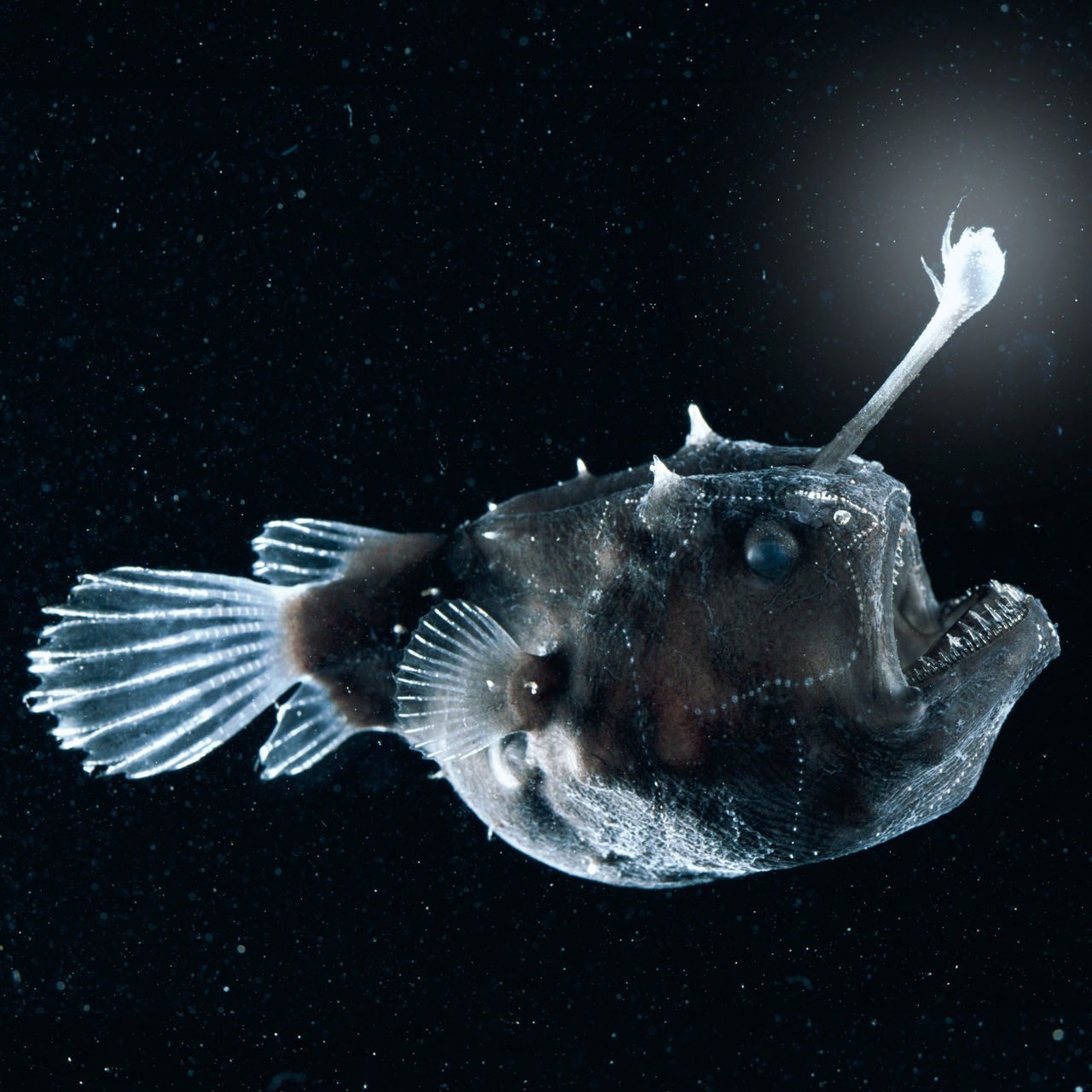 Ein braun-grauer, dicker Fisch mit großen Augen und einem aufgerissenen Maul mit spitzen Zähnen schwimmt vor schwarzem Hintergrund. Er hat einen hellen, weißen Fortsatz am Kopf, der an eine Angel erinnert.