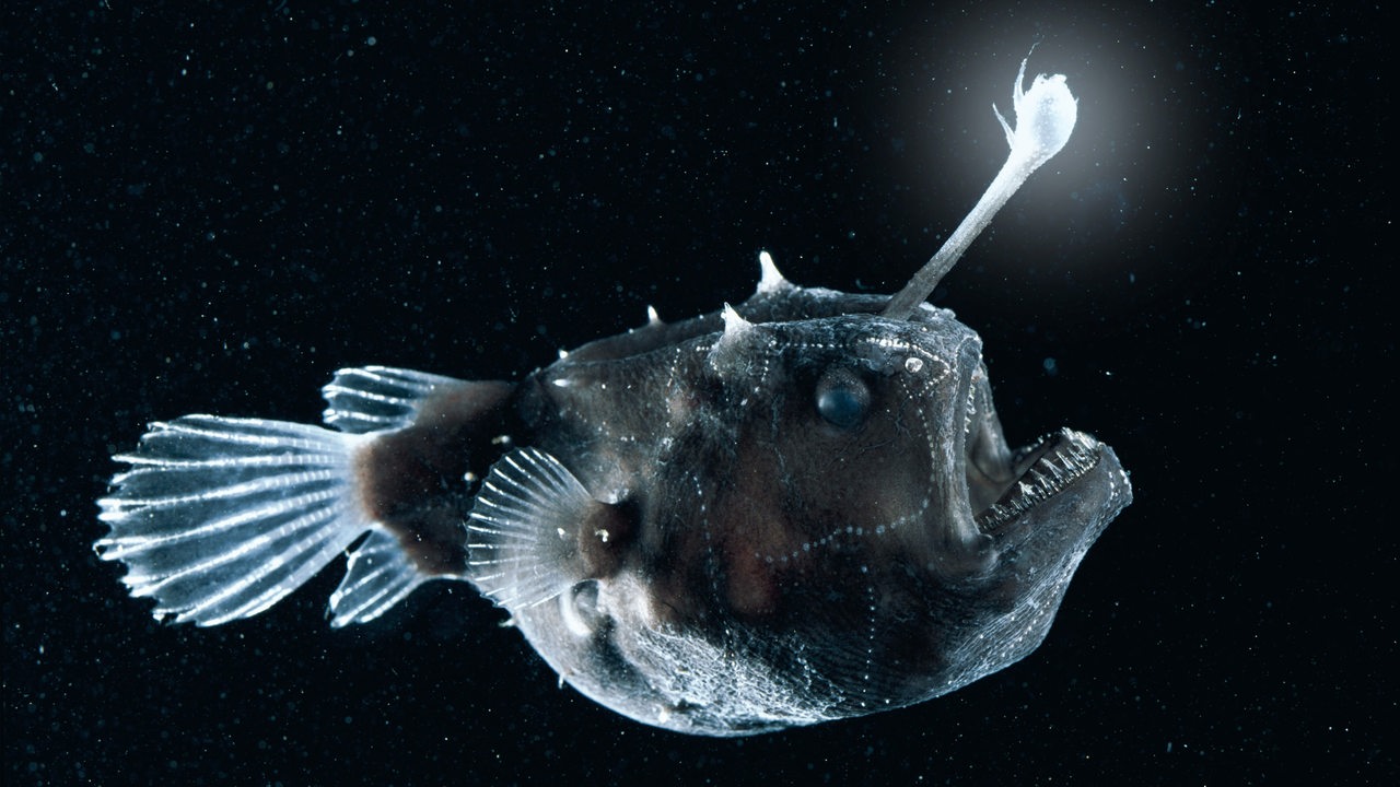 Ein braun-grauer, dicker Fisch mit großen Augen und einem aufgerissenen Maul mit spitzen Zähnen schwimmt vor schwarzem Hintergrund. Er hat einen hellen, weißen Fortsatz am Kopf, der an eine Angel erinnert.