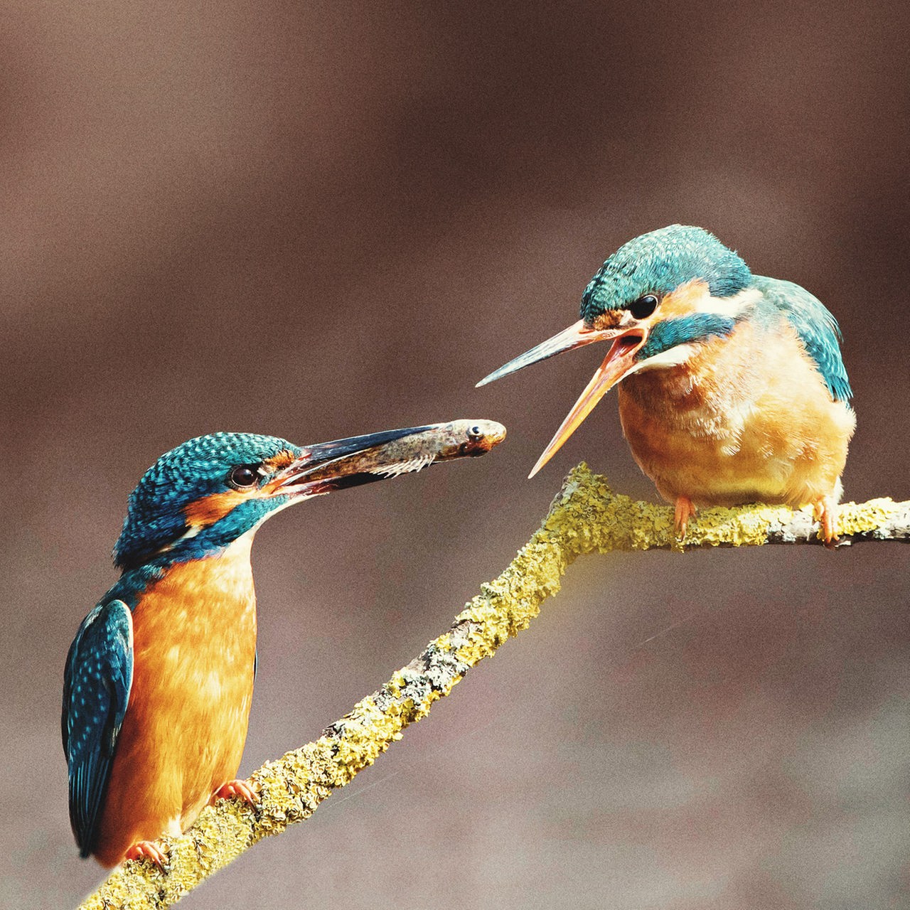 Ein rötlich-blau gefärbtes Eisvogelmännchen sitzt auf einem Ast und überreicht mit dem Schnabel seinem Weibchen einen kleinen Fisch.