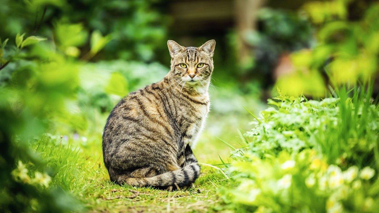 Eine braune, gemusterte Katze sitzt zwischen verschiedenen grünen Pflanzen auf einem schmalen Gartenweg und schaut in die Kamera.