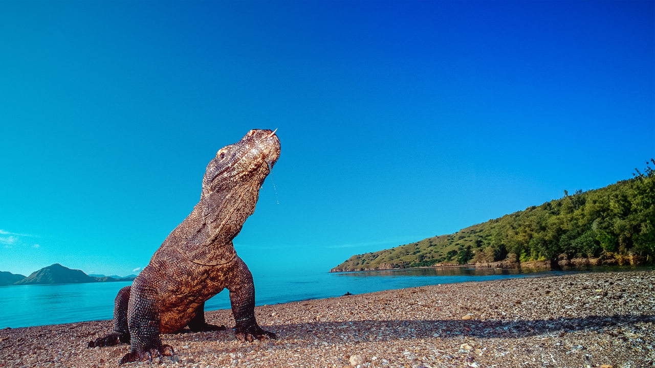 Ein Komodowaran, eine Echse mit hell- bis dunkelbrauner, schuppiger Haut, steht auf einem Steinstrand vor blauem Himmel und einer Insellandschaft im Hintergrund.