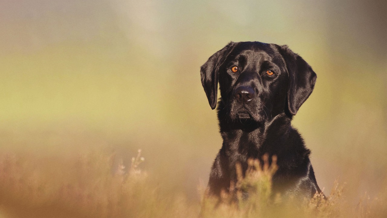 Ein schwarzer Hund mit orangefarbenen Augen sitzt auf einer Wiese in bräunlichen Farben und schaut in die Kamera.