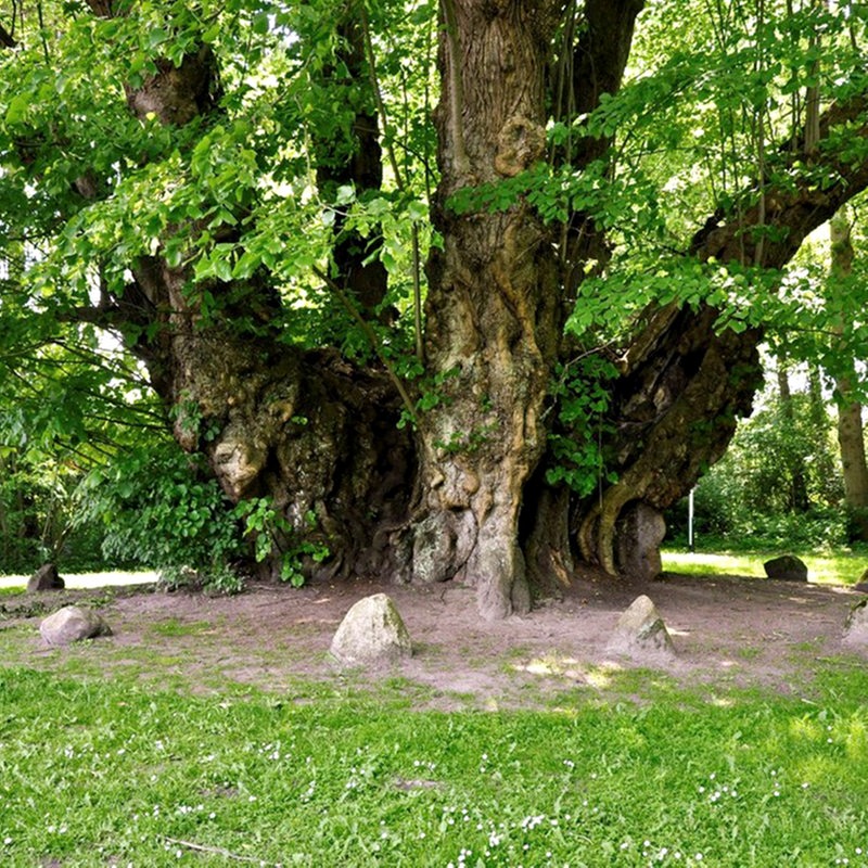 1000-jährige Linde im Emsland