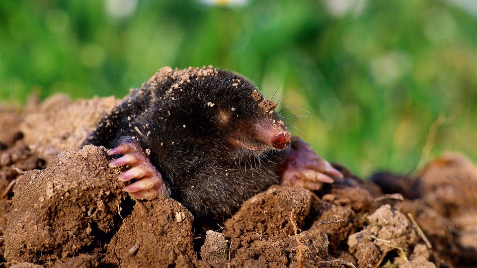 Ein Maulwurf mit schwarzem Fell gräbt sich aus einem Erdhäufchen an die Oberfläche. Im Hintergrund ist unscharf eine grüne Wiese zu sehen. 