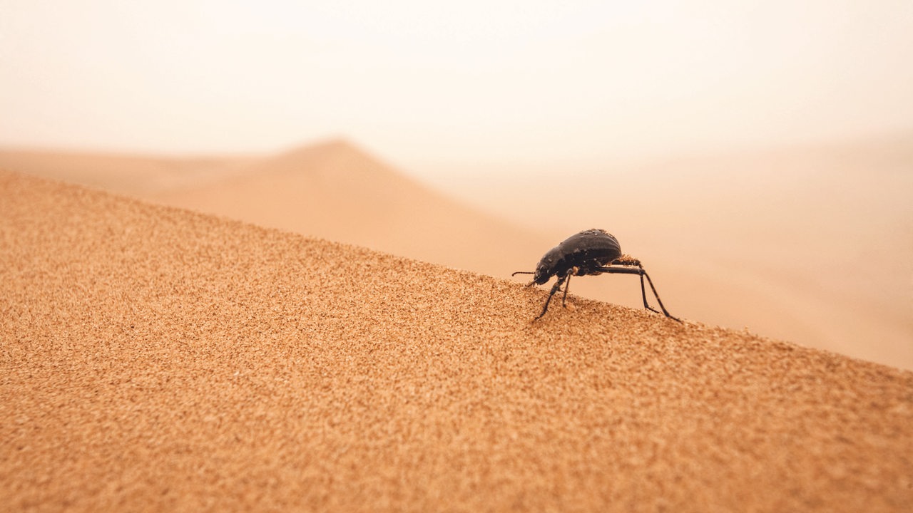 Ein schwarzer Käfer steht mit gestreckten Hinterbeinen auf dem Kamm einer Düne in einer Wüste mit hellbraunem Sand.